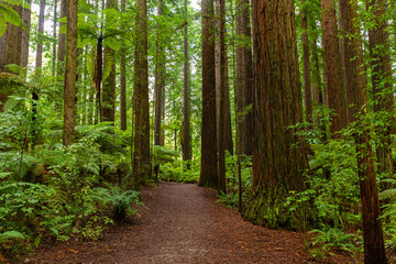 Redwoods forest walk in Rotorua, New Zealand 