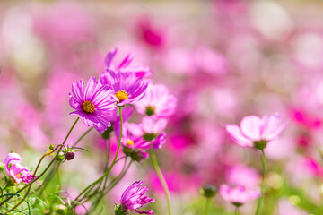 Pink cosmos flower blooming beautiful vivid natural summer in the garden