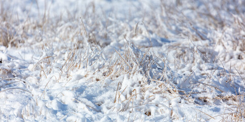 Snow on dry grass. Nature