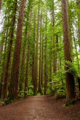 Redwoods forest walk in Rotorua, New Zealand 