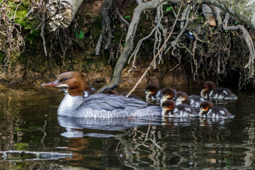 Gänsesäger (Mergus merganser) Weibchen mit Jungen