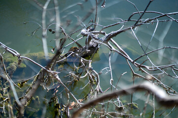 box slider turtle poking its head out from the branches of a fallen tree.