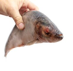 Salted herring in hand isolated on white
