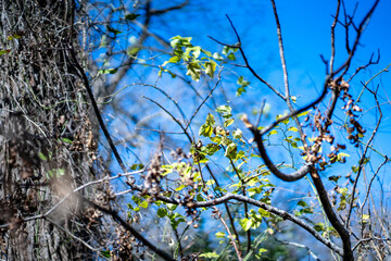 Scenery of a thickly forested areas in the Austin, Texas Hill Country.