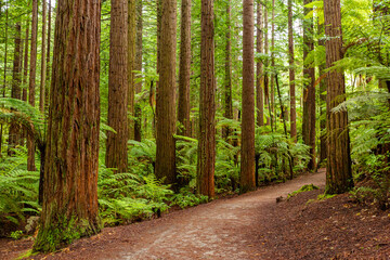 Redwoods forest walk in Rotorua, New Zealand 
