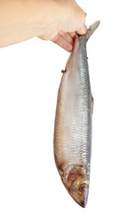 Salted herring in hand isolated on white