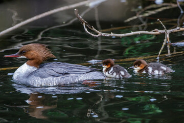 Gänsesäger (Mergus merganser) Weibchen mit Jungen
