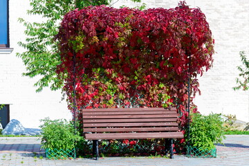 forged bench under an arch of wild maiden grapes on an autumn sunny day
