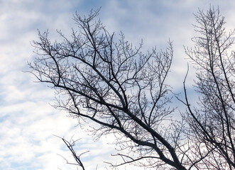 Obraz premium Silhouette of bare branches on a tree against the sky