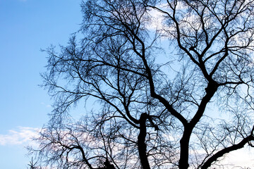 Silhouette of bare branches on a tree against the sky