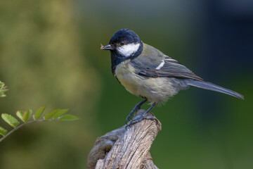 Kohlmeise (parus major) am Vogelbad