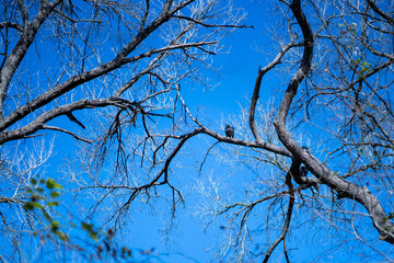 Vultures on the branch of an oak tree in a thickly forested area in the Austin, Texas Hill Country.