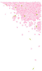 満開の桜の花の飾りイラスト。