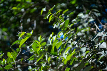Scenery of a thickly forested areas in the Austin, Texas Hill Country.