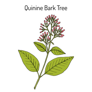 Quinine Bark Tree Cinchona officinalis , medicinal plant