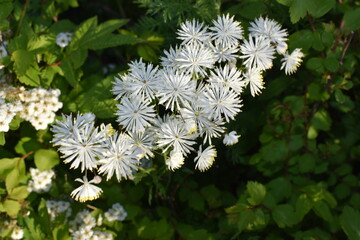 The flower is rare. It grows only in the Trans-Baikal Territory.