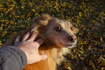 Hand touches the withers of red mixed breed dog.