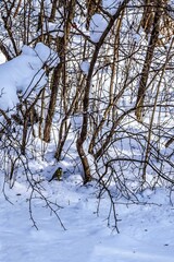 The bird tit sits on the snow in the forest on a frosty winter day.