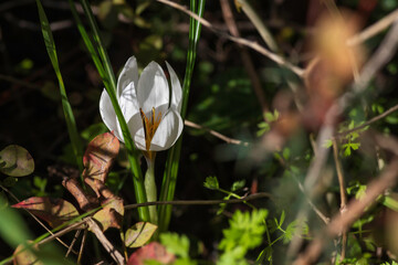 White crocus flower close up among green grass