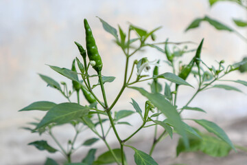 macro photo chili plant in the garden