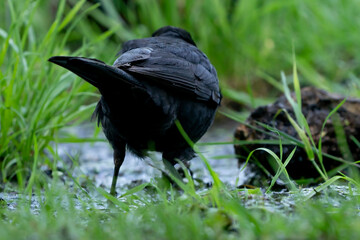 The male blackbird drinks water from a pool in a green lawn. The common blackbird, seen from behind