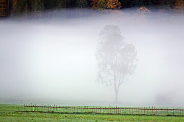 Baum im Nebel bei Bizau