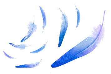 Beautiful color feathers isolated on white background