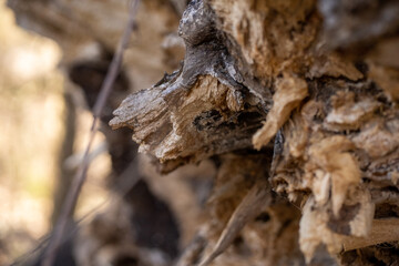 Scenery of a thickly forested areas in the Austin, Texas Hill Country.