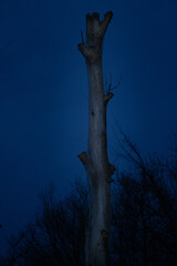 Baum in der Nacht
