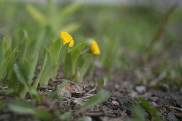 yellow flowers in spring