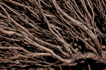 ローズマリー枝