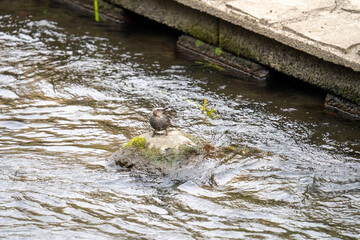善福寺川で水を飲む鵯(ヒヨドリ)