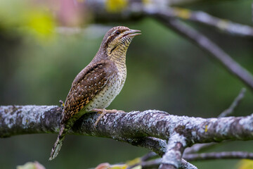 Wendehals (Jynx torquilla)