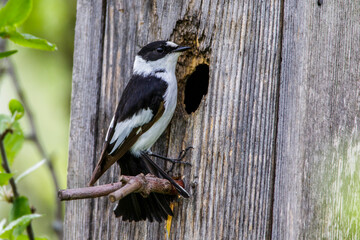 Halsbandschnäpper (Ficedula albicollis) Männchen an Nistkasten