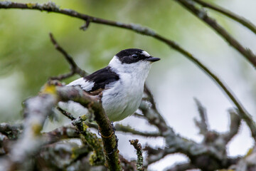 Halsbandschn&auml;pper (Ficedula albicollis) M&auml;nnchen