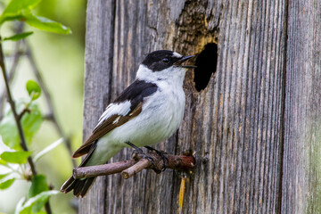 Halsbandschnäpper (Ficedula albicollis) Männchen an Nistkasten