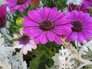 closeup of purple and pink african daisy