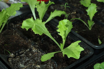 lettuce seedlings in pot. Top view