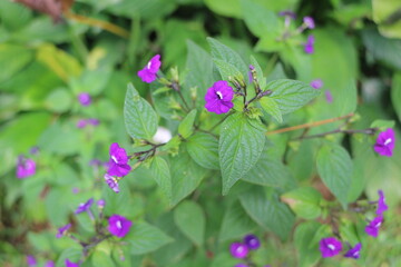 Fototapeta premium flower, nature, plant, flowers, purple, garden, green, spring, pink, blossom, summer, flora, beauty, bloom, leaves, wild, macro, geranium, color, clover, leaf, beautiful, blooming, closeup, grass