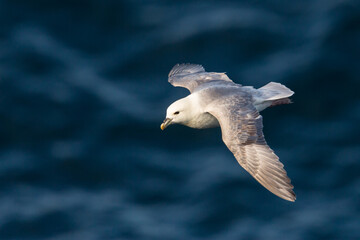 close-up northern arctic fulmar (fulmarus glacialis) in flight
