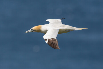Naklejka premium close-up gannet (morus bassanus) in flight over blue sea