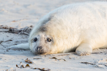 Naklejka premium close-up white baby gray seal (halichoerus grypus) on beach