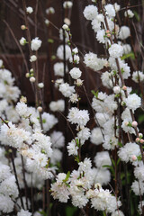 White flowers on a Chinese bush cherry