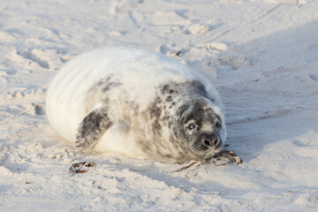 young gray seal (halichoerus grypus) lying in white sand