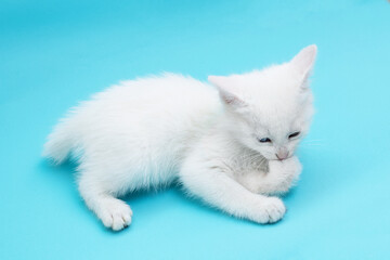 Small white kitten lying and biting its paw, with blue and green eyes on blue background