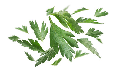 Green parsley leaves levitate on a white background