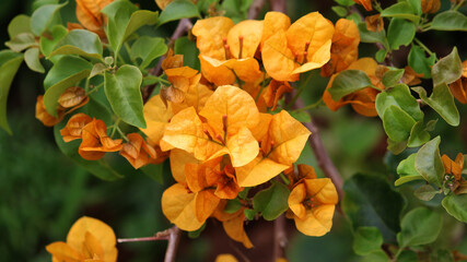 Orange - gold Great bougainvillea plant growing in a garden. Bougainvillea spectabilis
