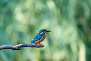 Beautiful blue Kingfisher bird, male Common Kingfisher, sitting on a branch, side profile
