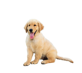 Isolated an adorable Golden retriever puppy lying and smiling with hanging tongue - studio shot on the white background.