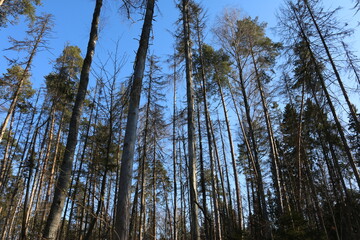 Fototapeta premium pine forest in winter on a sunny day